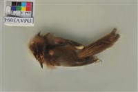 藏品(白頭翁)的圖片